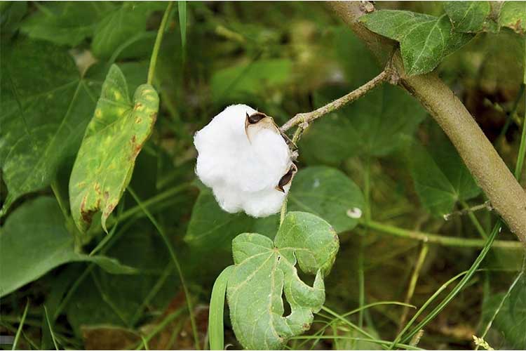Plant Cotton
